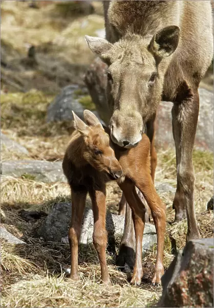 European Moose  /  Elk - mother with 15 day old calf. Finland