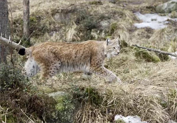 European Lynx - Finland. Captivity