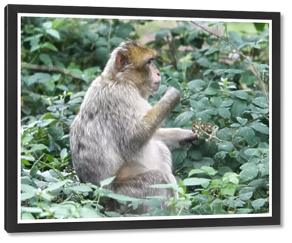 Barbary Macaque - adult. La Montagne des Singes - Kintzheim - Alsace - France