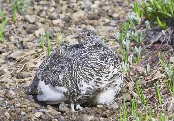 White-tailed Ptarmigans - hen is brooding chicks (atl east 7) on cool summer morning in alpine meadow - Mount Rainier National Park - WA - Summer _AAX5580