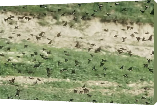 Rose-coloured Starling  /  Rosy starling - Large flock in flight - Iran
