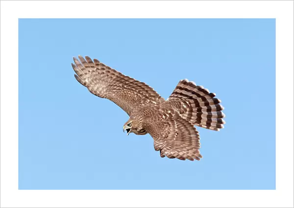 Cooper's Hawk - immature in flight. During fall migration in October at Cape May, NJ, USA