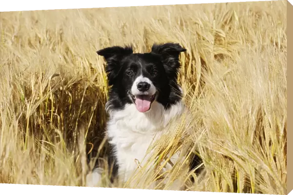 Dog. Border Collie in field