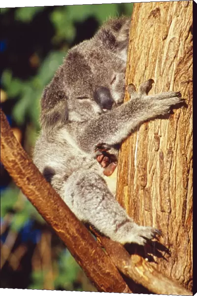 Koala - holding onto tree trunk - showing leathery soles of feet