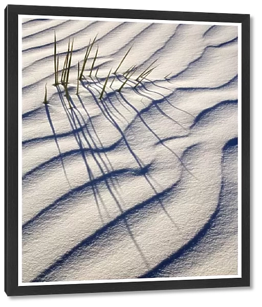Yucca - buried with only the tips of the yucca's leafs appearing through white gypsum dune - White Sands National Monument - New Mexico - USA