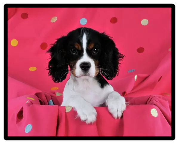 DOG. Cavalier king charles spaniel puppy sitting on spotty blanket