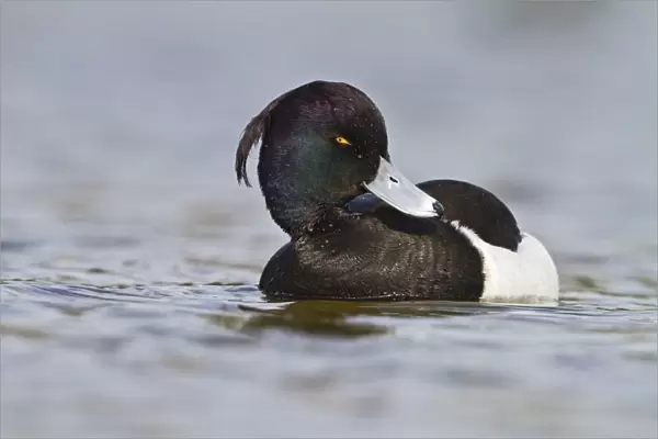 Tufted Duck - male swimming - Hertfordshire UK 9176