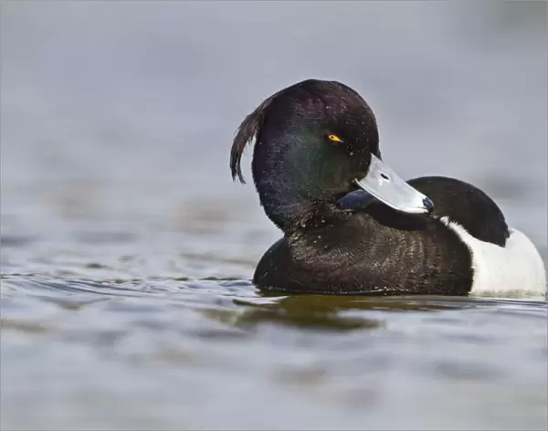 Tufted Duck - male swimming - Hertfordshire UK 9176