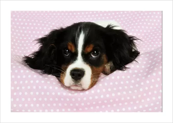DOG. Cavalier king charles spaniel puppy laying on spotty blanket