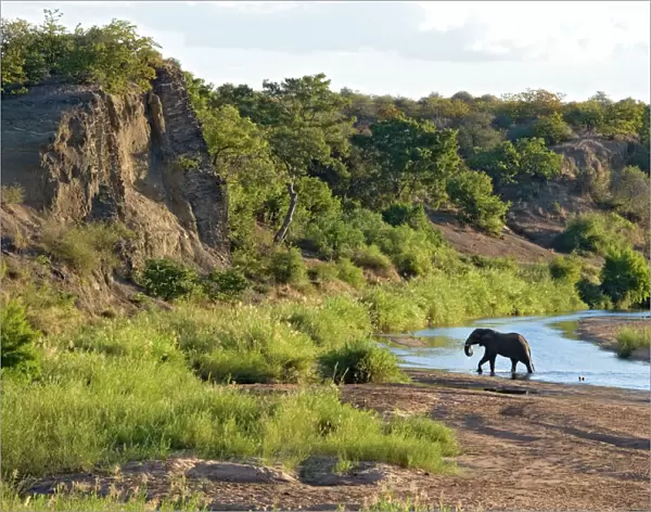 African Elephant - crossing Letaba River, backlit by evening light. Kruger National Park, South Africa