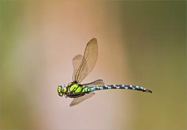 Southern Hawker Dragonfly - female in flight - Bedfordshire UK 12231
