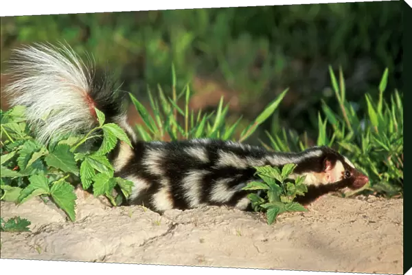 Spotted Skunk - North Eastern USA