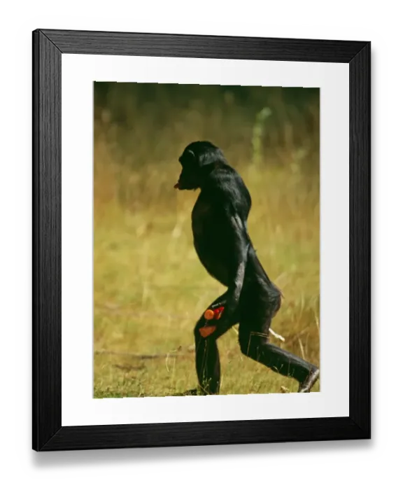 Framed Print : Bonobo Print: Upright Walking Primate with Vegetables Framed Print : Bonobo Print: Upright Walking Primate with Vegetables