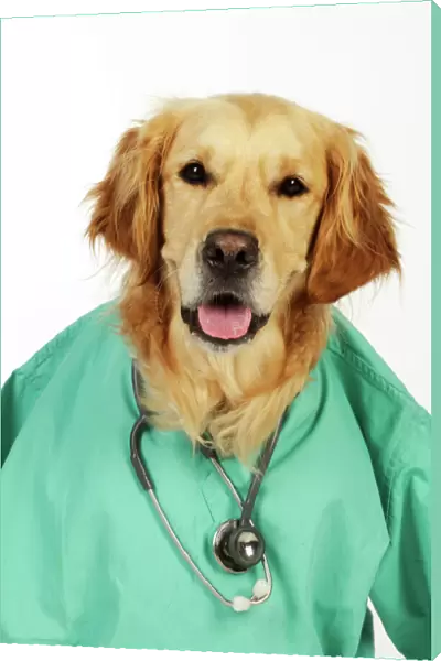 DOG. Golden retriever in vets scrubs & stethoscope