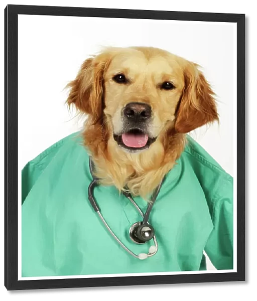 DOG. Golden retriever in vets scrubs & stethoscope