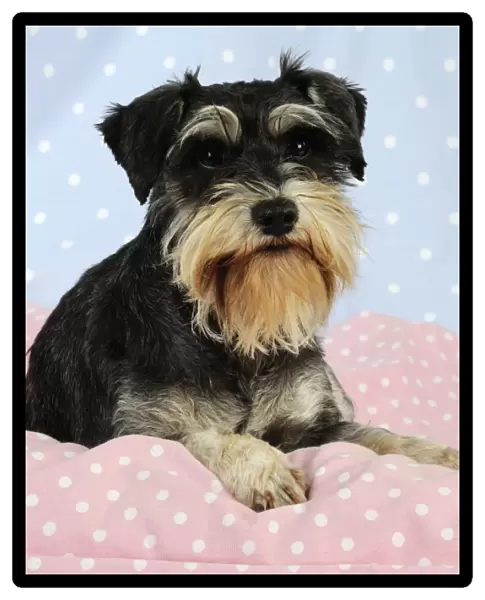 DOG. Miniature schnauzer sitting on pink blanket