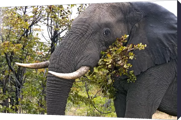 African Elephant - feeding on leaves of Mopani. Satara, Kruger National Park, South Africa