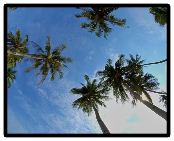 Palm trees - view looking up at sky - Malaysia