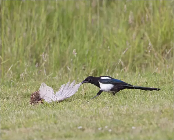 Magpie - youngster feeding on Pheasant in meadow - Bedfordshire UK 11036