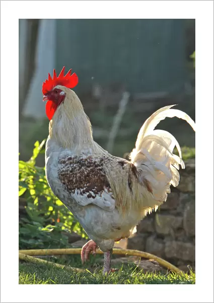 Chicken - rooster