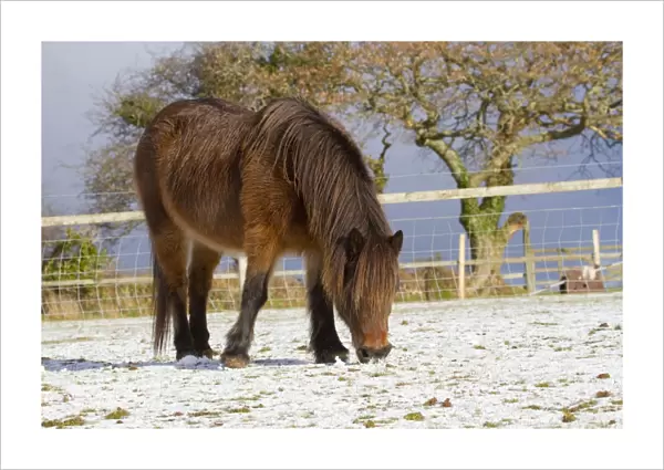 Pony grazing in snow - Cornwall - UK