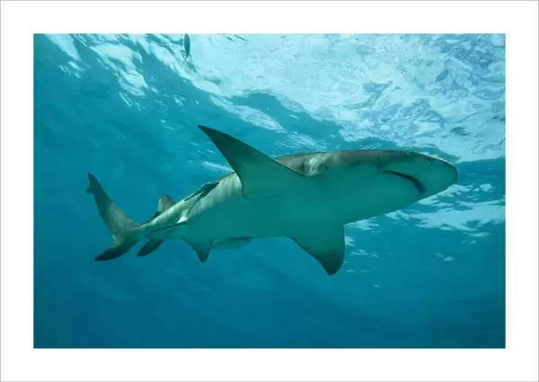 Lemon Shark - male swimming just under the surface - Bahamas