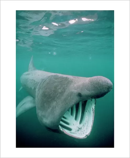Basking Shark - Isle of Man