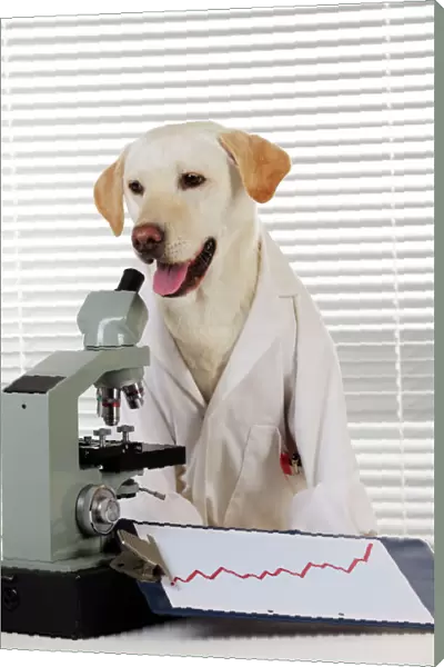 DOG. Yellow labrador wearing lab coat with microscope