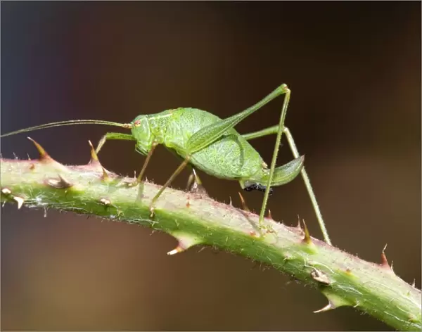 Speckled Bush Cricket - on stem - UK