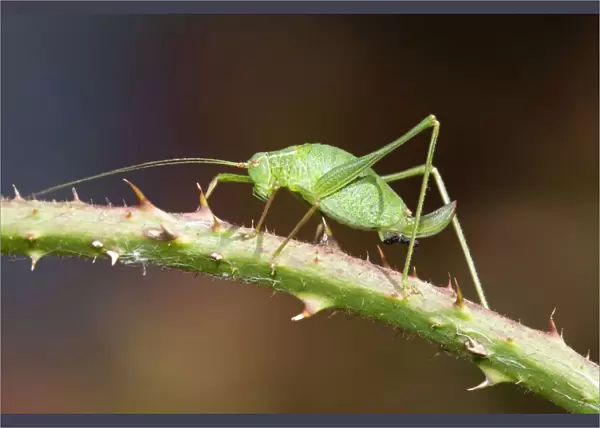 Speckled Bush Cricket - on stem - UK
