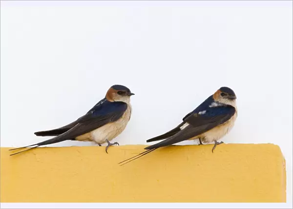 Red rumped Swallow - pair of adults perching on door frame - Southern Spain