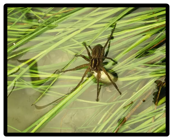 Nursery Web Spider JPF 12568 Australia Pisauridea © Jean-Paul Ferrero  /  ARDEA LONDON