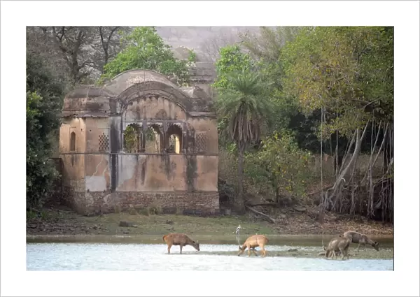 Tiger - watching Sambar Deer (Cervus unicolor) from Rajbagh Palace - Ranthambhore National Park - Rajasthan - India