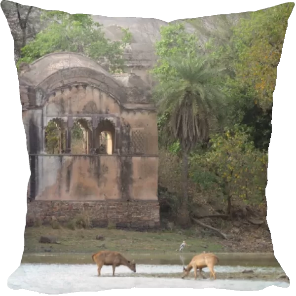 Tiger - watching Sambar Deer (Cervus unicolor) from Rajbagh Palace - Ranthambhore National Park - Rajasthan - India