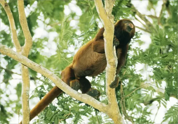 Howler Monkey AW 1348 Llanos, Venezuela © Adrian Warren  /  ARDEA LONDON