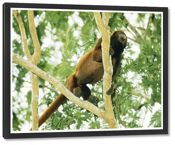 Howler Monkey AW 1348 Llanos, Venezuela © Adrian Warren  /  ARDEA LONDON