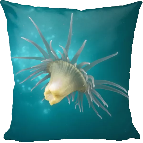 A Wandering anemone - usually attach themselves in large numbers to Sea whips or Gorgonian sea fans (thus dubbed Gorgonian wrappers'). Some are striped ('Tiger anemones'), some spotted and some pure white or yellowish