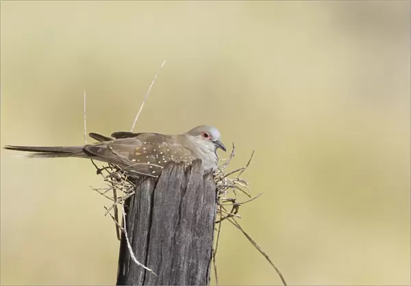 Diamond Dove Along MacNamaras Road west of Mt Isa, Queensland, Australia. Sitting on a very exposed nest
