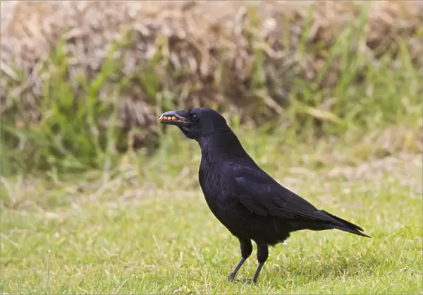 Carrion Crow - in meadow with food in mouth - Bedfordshire UK 11704
