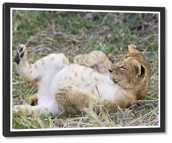 Lion - 10 week old cub resting with full belly after eating meat - Masai Mara Reserve - Kenya