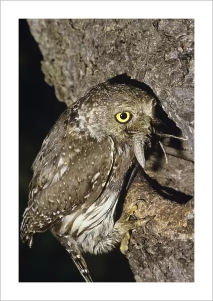 Pearl Spotted Owl - at nest with food in mouth