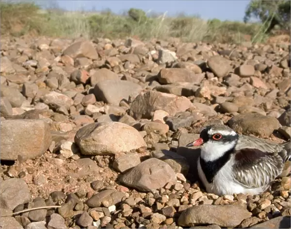 Black-fronted Dotterel Sitting on its nest at Canteen Creek, central Northern Territory, Australia