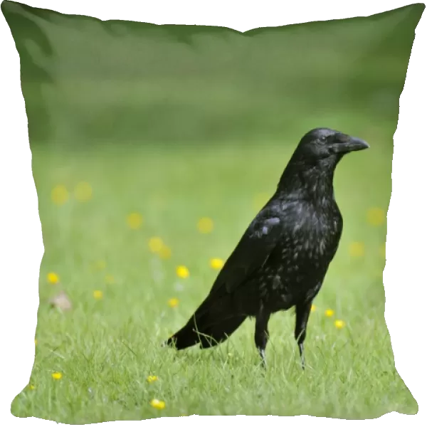 Carrion Crow - on grass