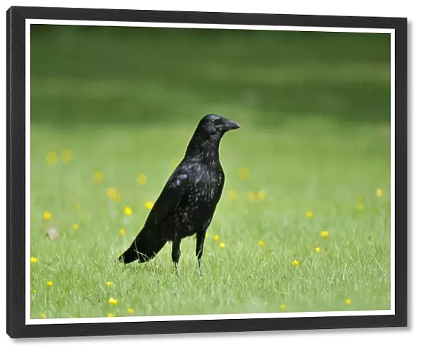 Carrion Crow - on grass