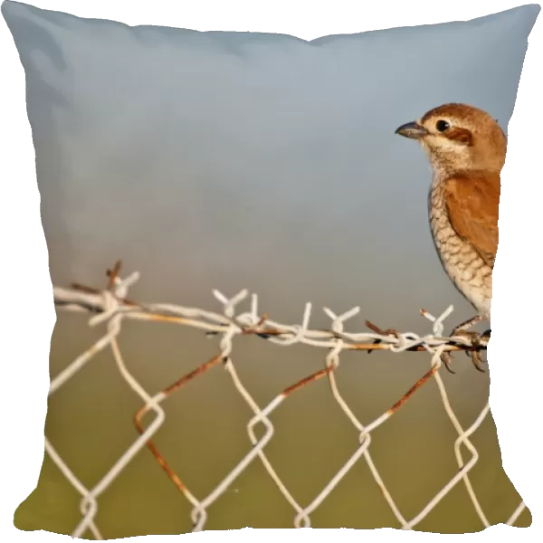 Red- backed Shrike - female perched on barbed wire fence - Lesvos