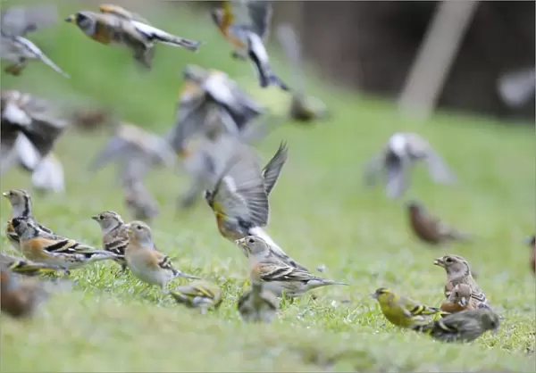 Brambling - on ground and in flight