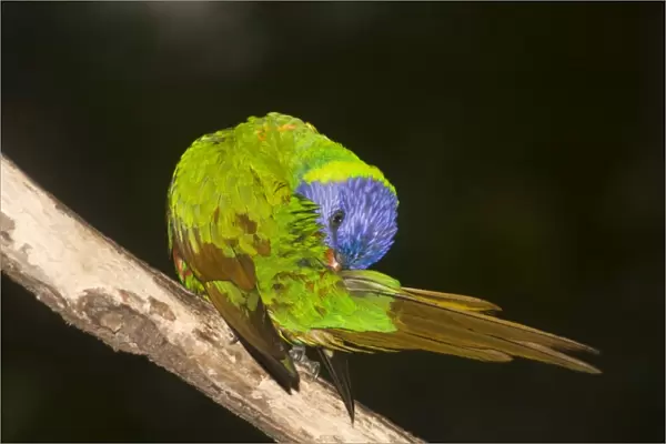 Rainbow Lorikeet - preens itself after a rain-shower. The green areas of its plumage turn brown when saturated with water, and return to green when dry, indicating that green is a structural colour caused by interference with light wavelength