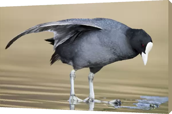 Coot - wing stretching - Cornwall - UK