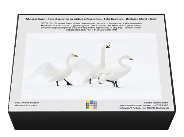 Whooper Swan - three displaying on surface of frozen lake - Lake Kussharo - Hokkaido Island - Japan