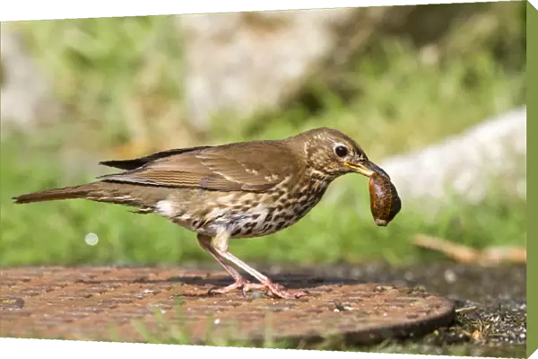 Song Thrush - on a manhole cover - with snail in beak